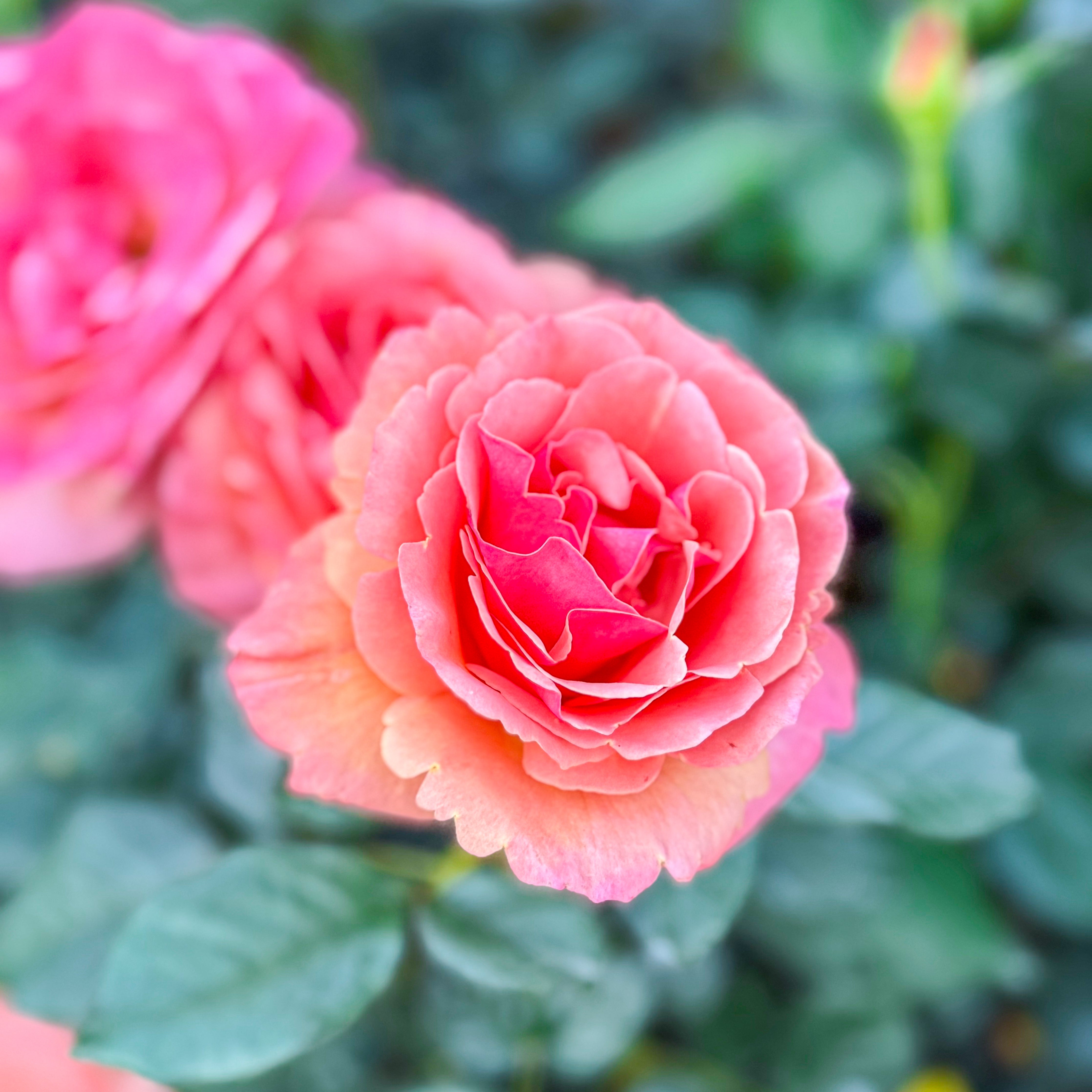 Anna's Promise® Potted Rose Bush