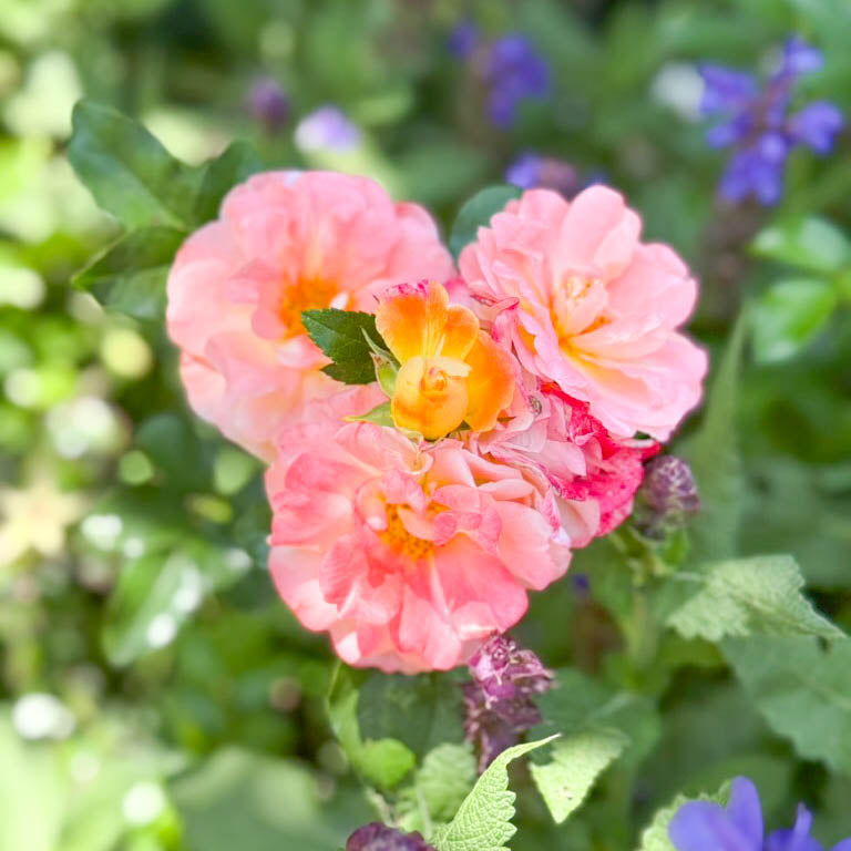 Apricot Drift® Potted Tree Rose