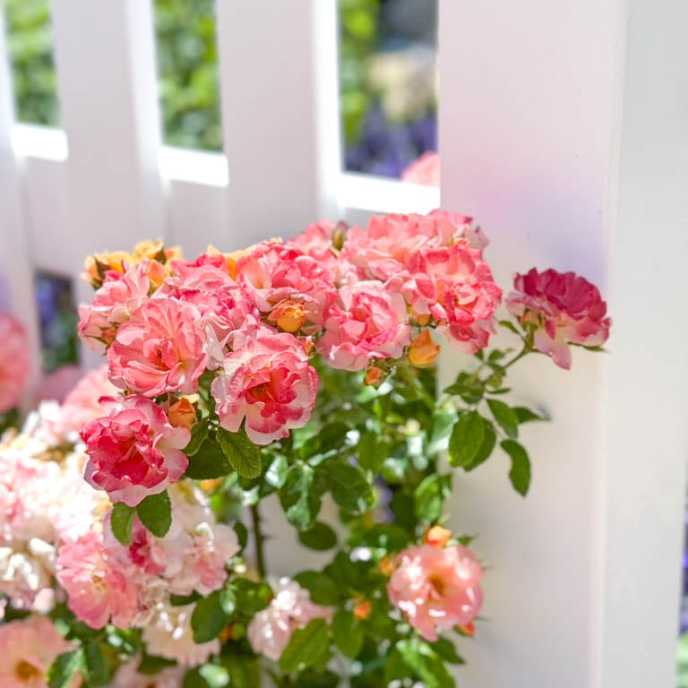 Apricot Drift® Potted Tree Rose