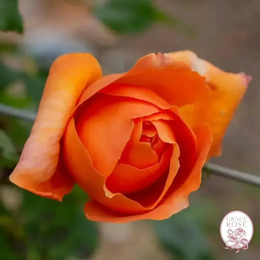 Arborose® Tangerine Skies Bare Root Climbing Rose