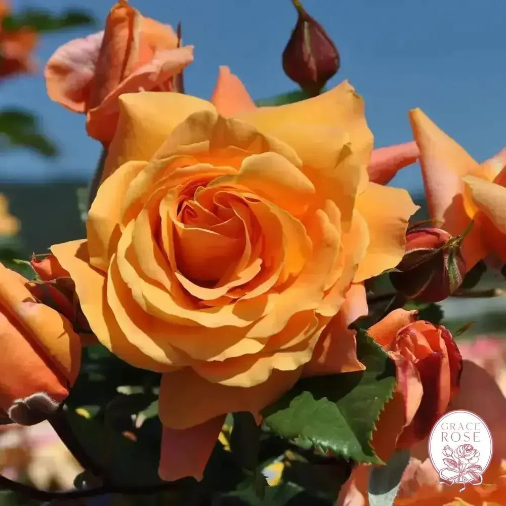 Arborose® Tangerine Skies Bare Root Climbing Rose