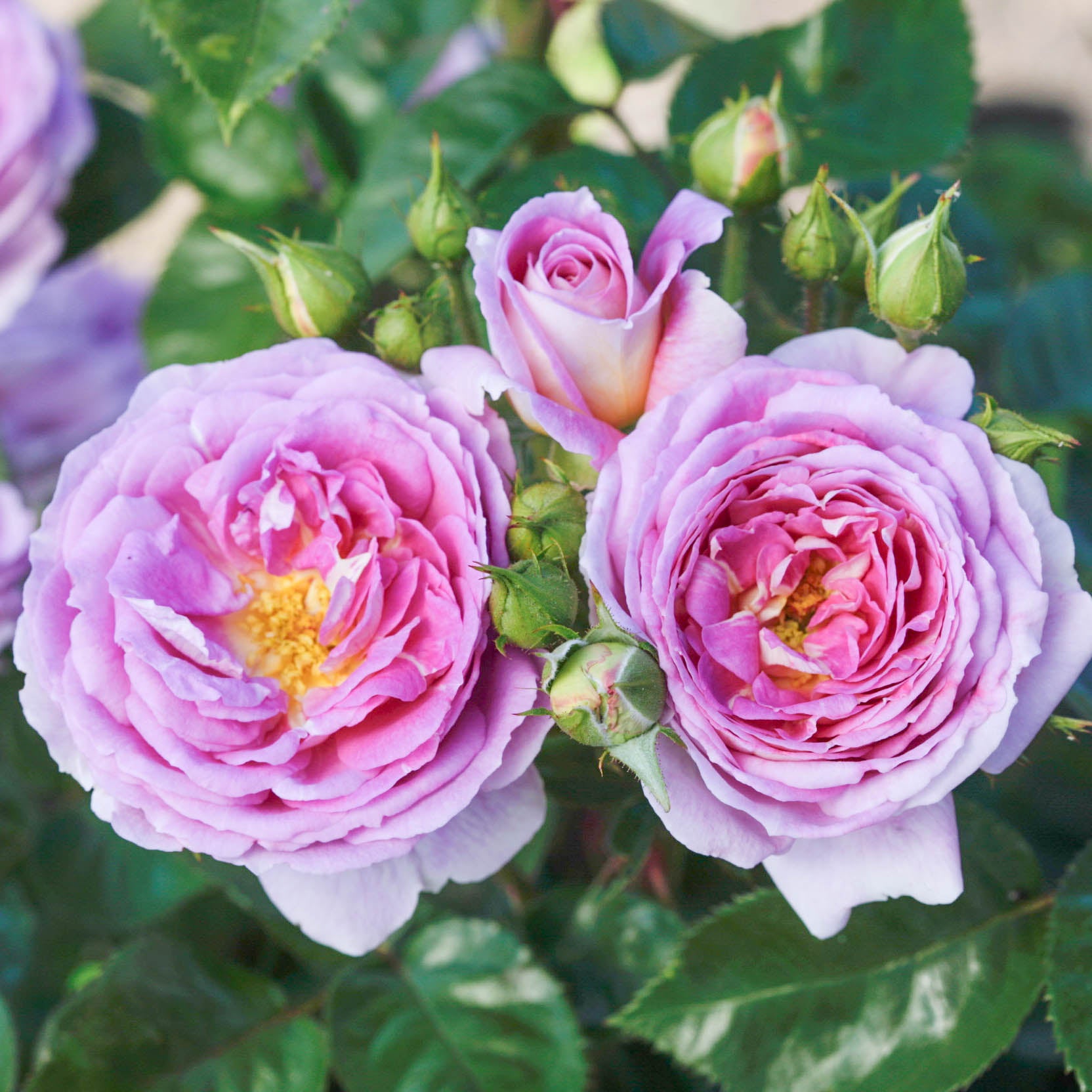 Arctic Blue™ Bare Root Tree Rose