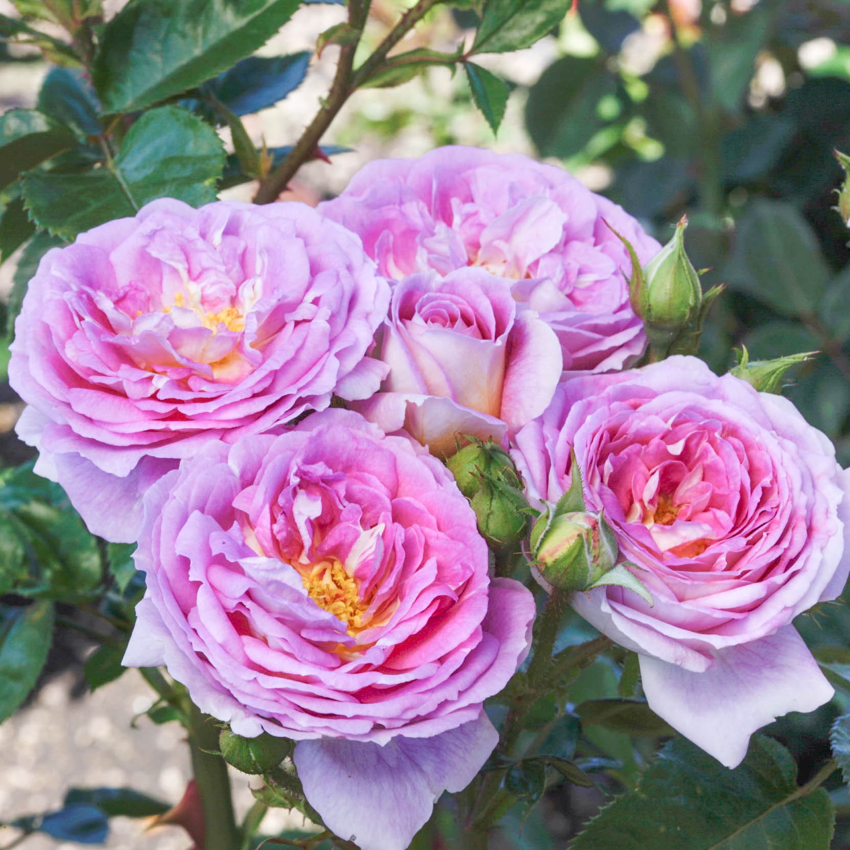 Arctic Blue™ Bare Root Rose Bush
