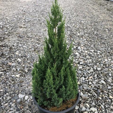 Juniperus chinensis 'Blue Point' - Blue Point Juniper