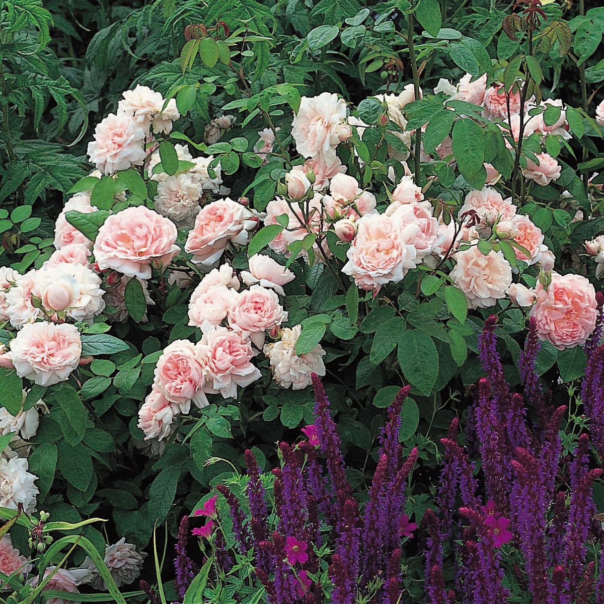 David Austin® Eglantyne Potted Rose Bush