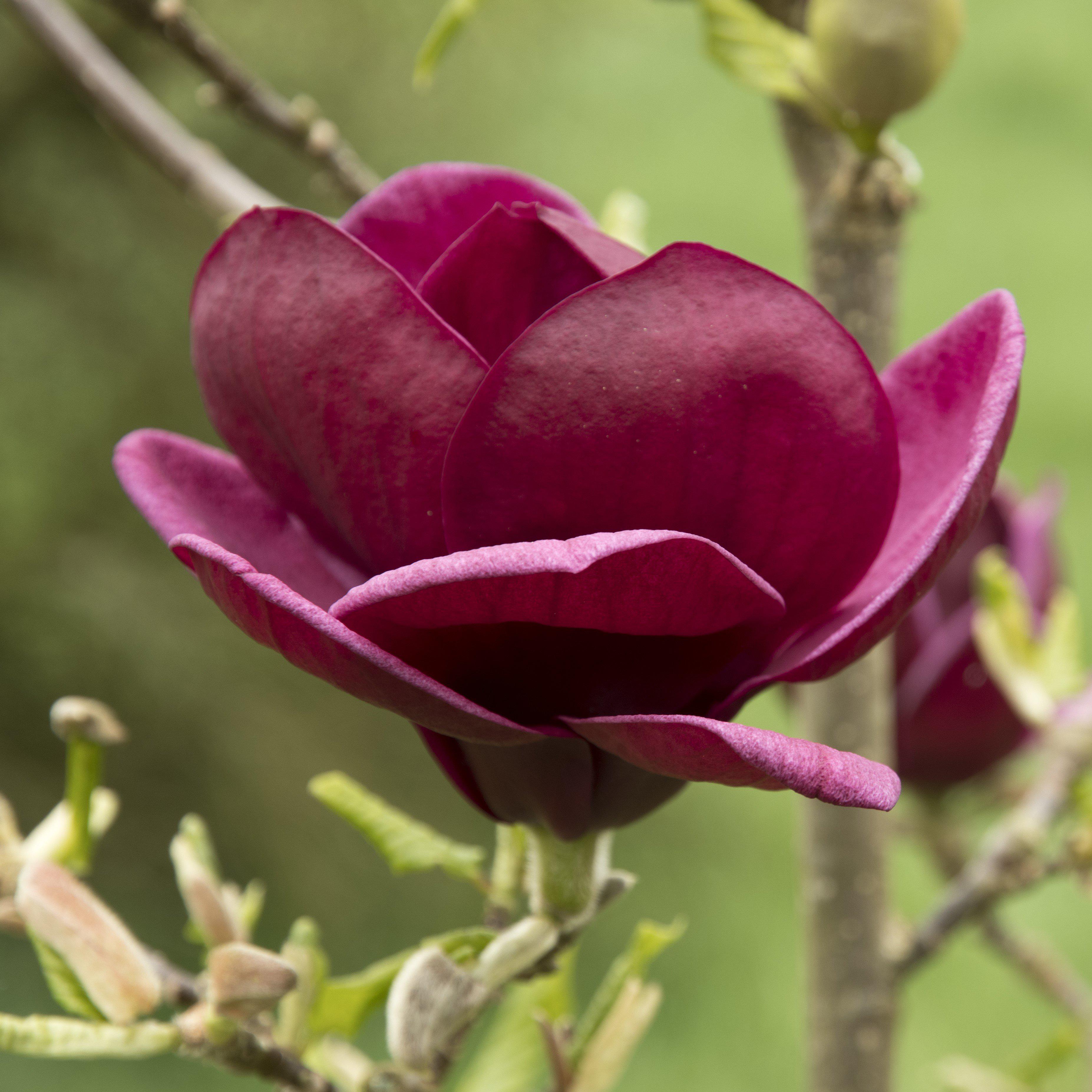 Magnolia x 'Genie'Potted Magnolia Plant