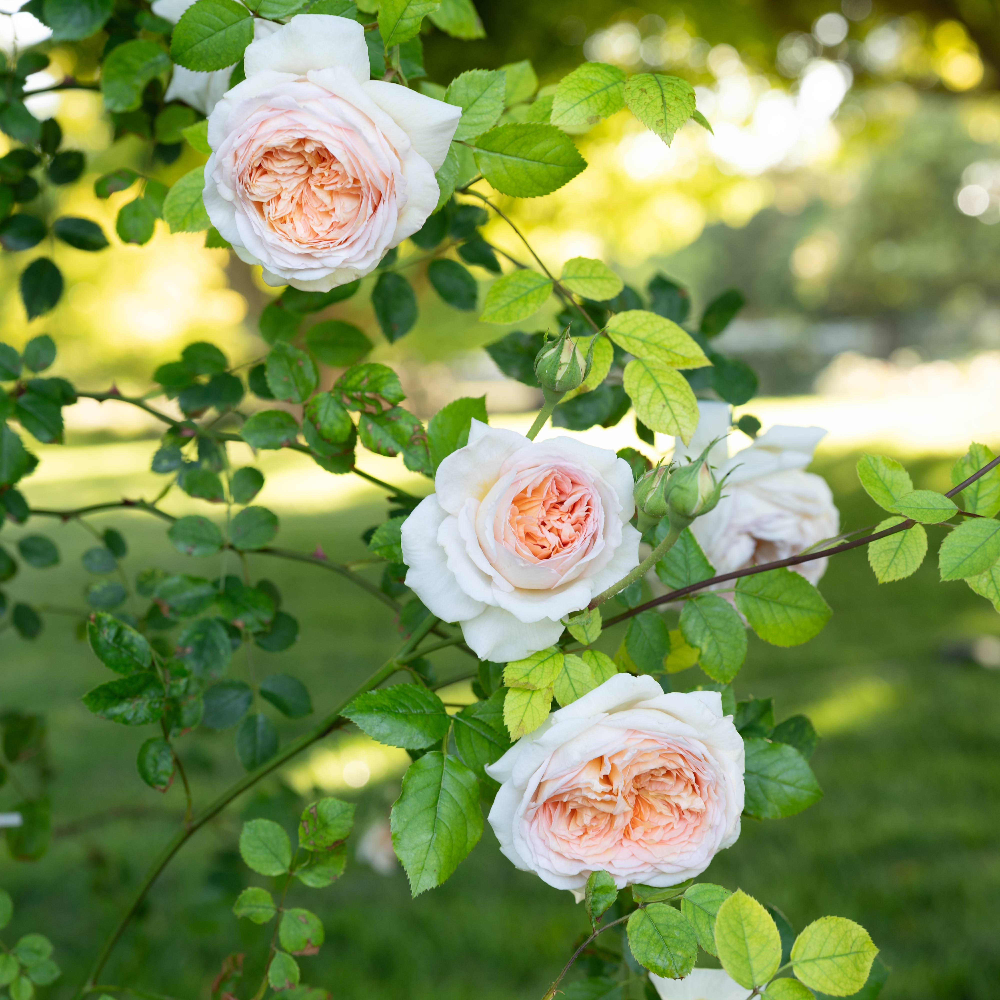 David Austin® Bathsheba® Potted Climbing Rose Bush