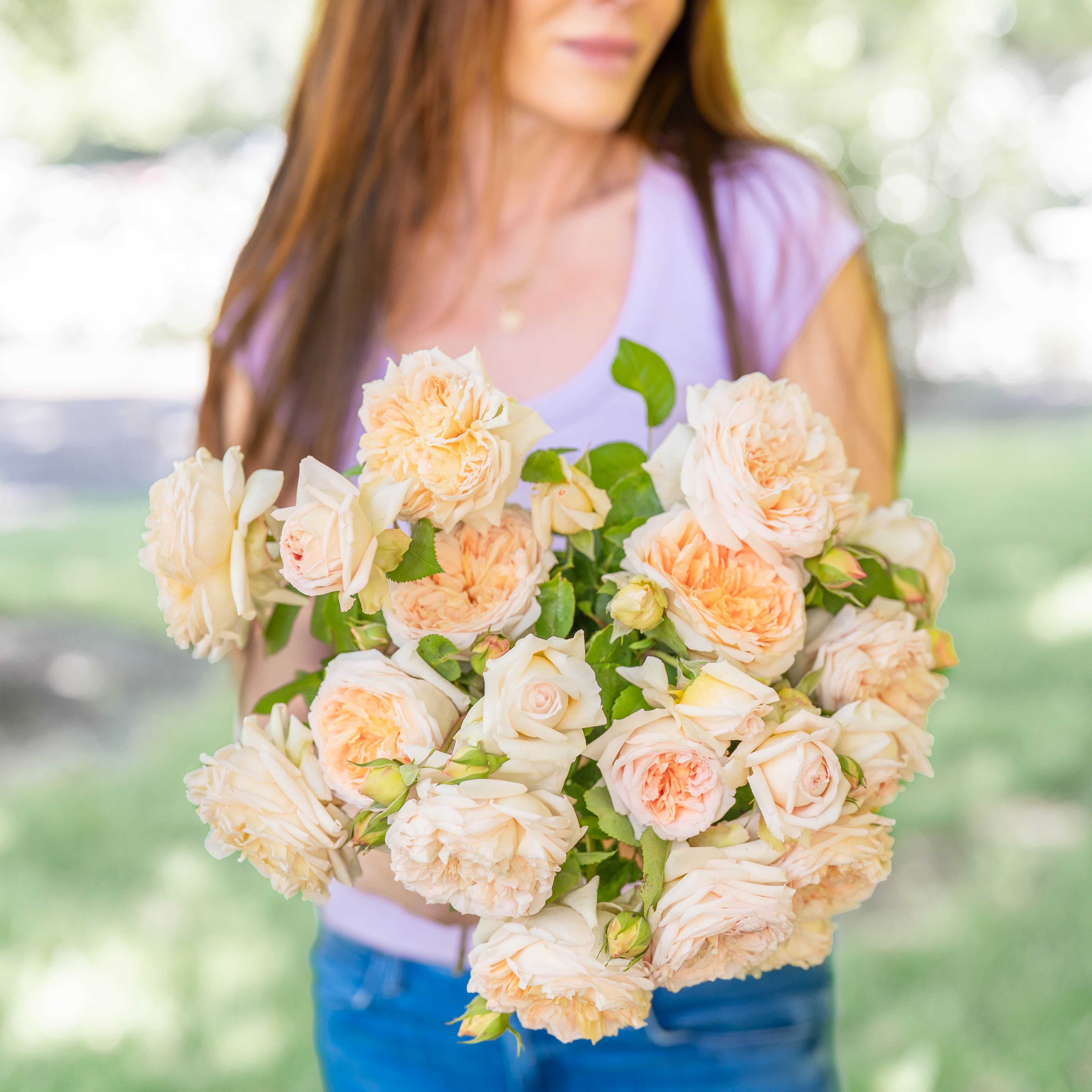 David Austin® Bathsheba® Potted Climbing Rose Bush