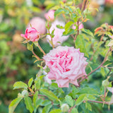 Close-up of a pink rose with green leaves in a garden setting