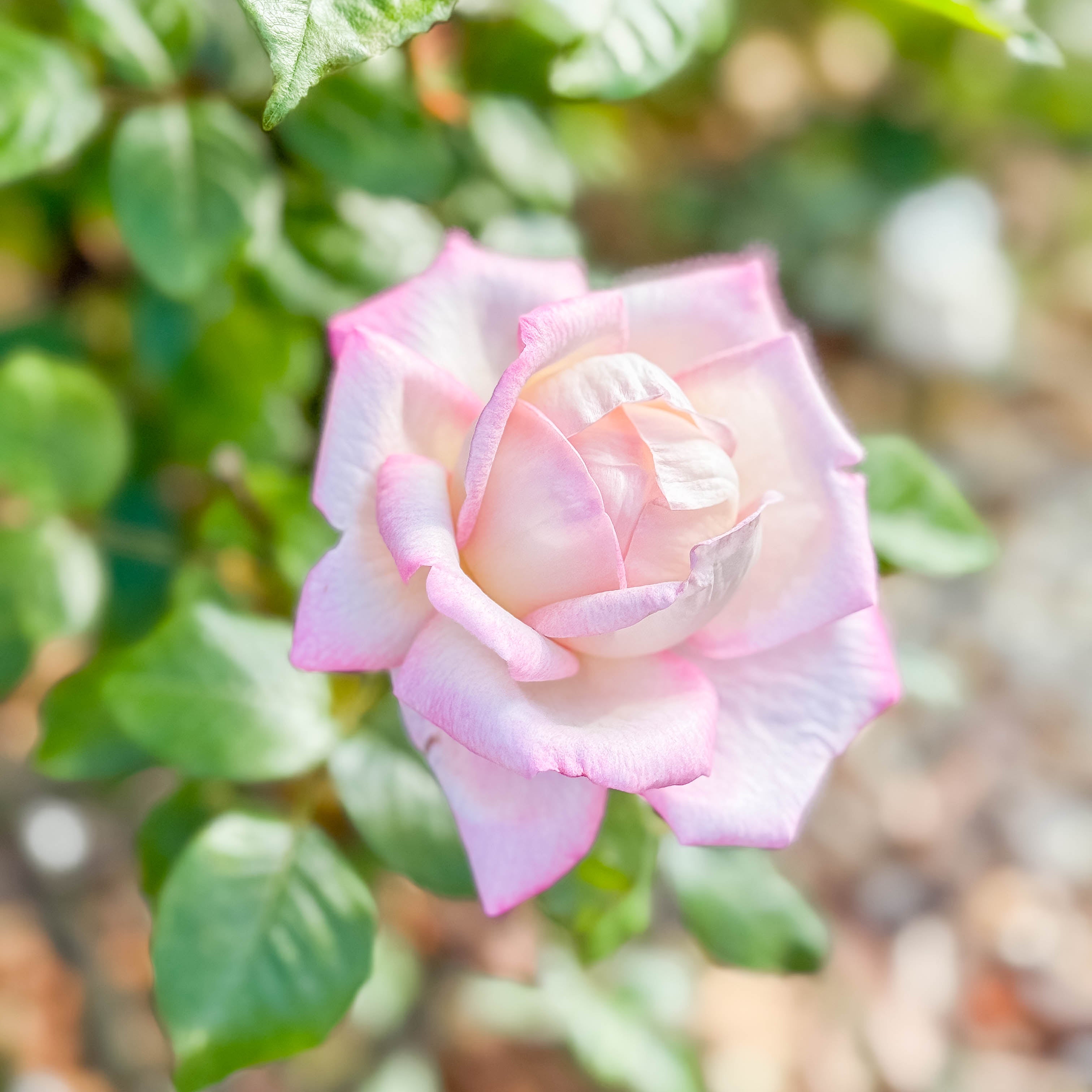 Best Kept Secret™ Potted Rose Bush