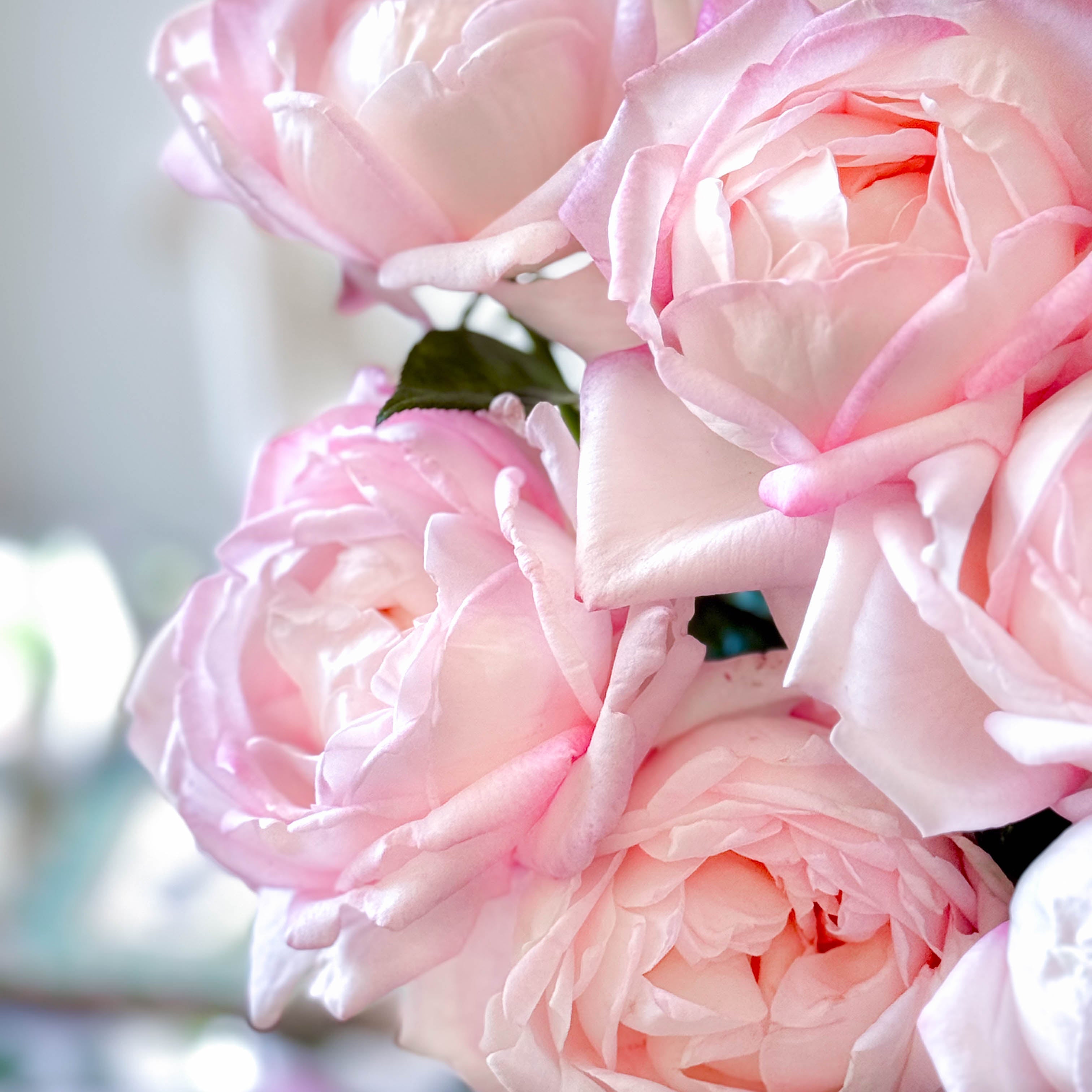 Best Kept Secret™ Potted Rose Bush