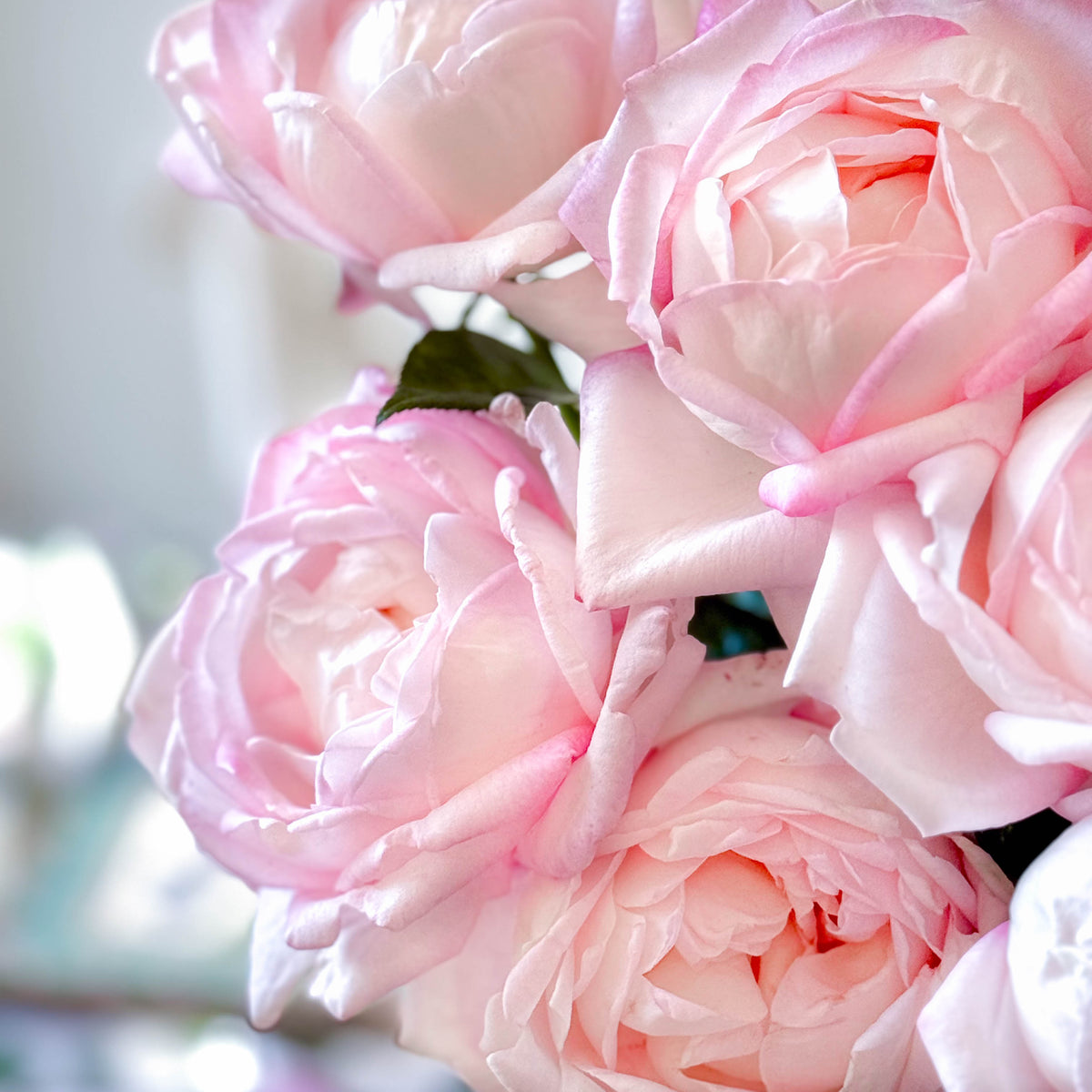 Best Kept Secret™ Bare Root Rose Bush