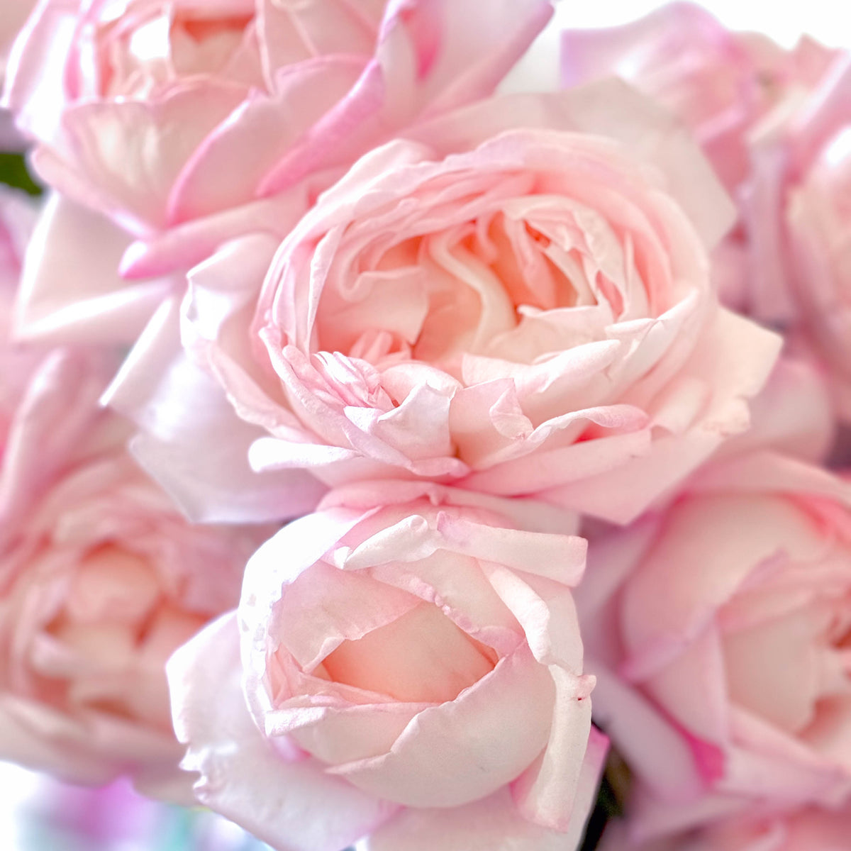 Best Kept Secret™ Bare Root Rose Bush
