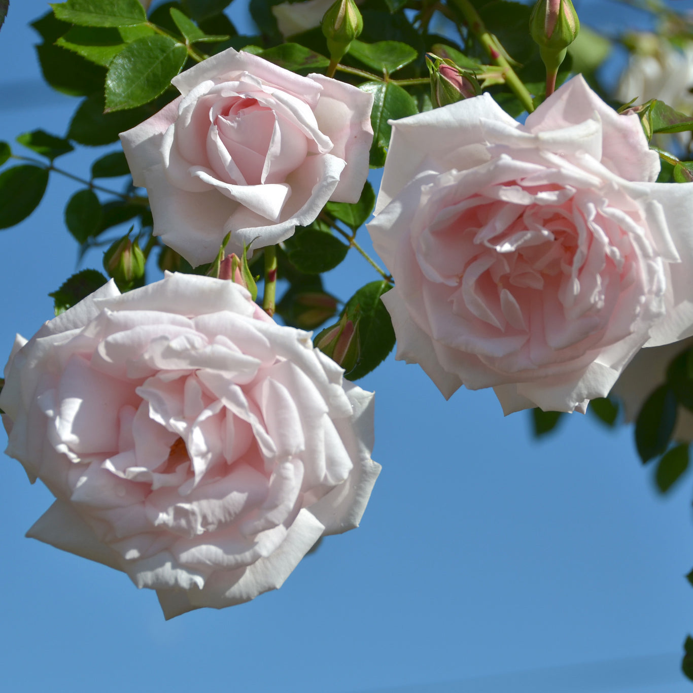 New Dawn Bare Root Climbing Rose