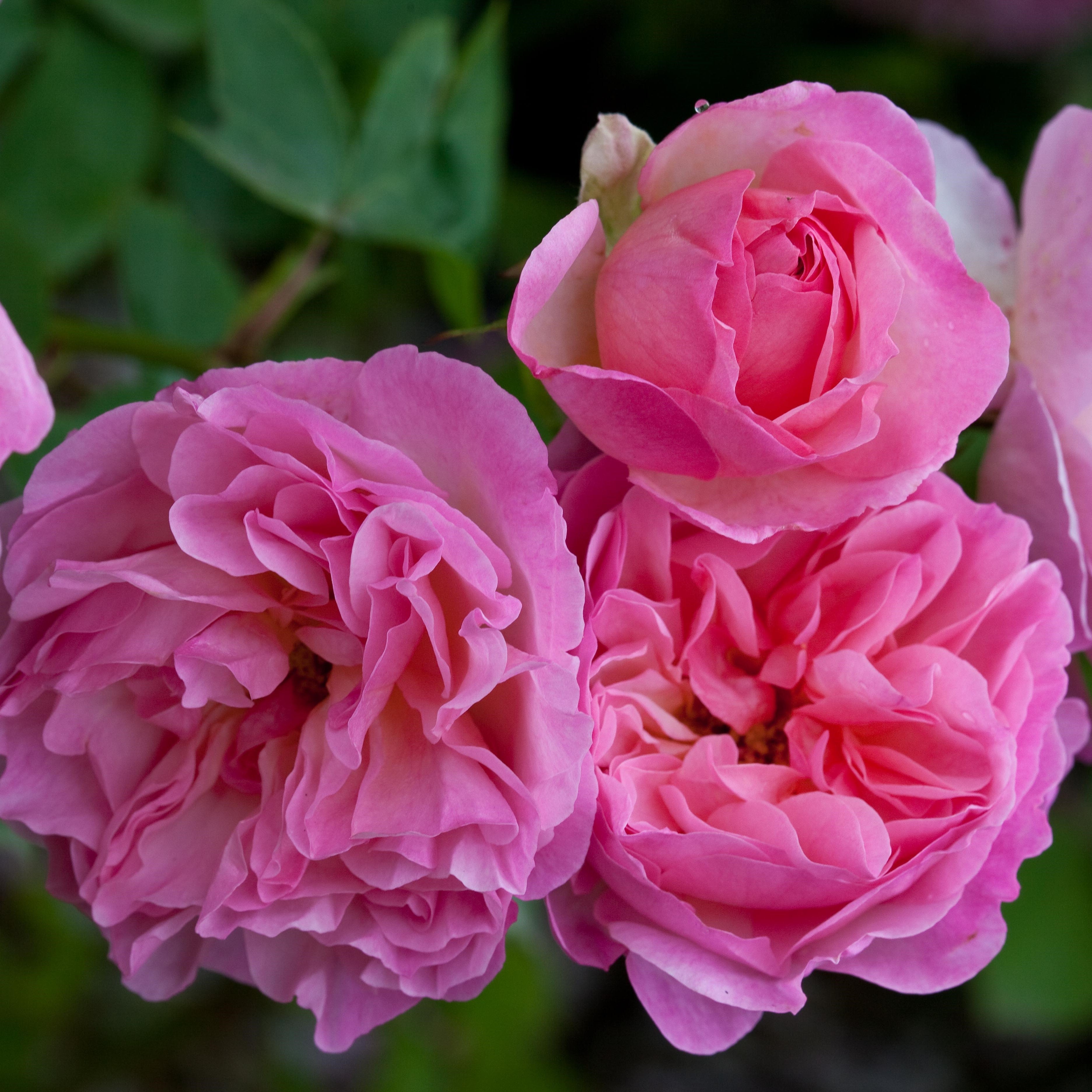 David Austin® Harlow Carr® Potted Rose Bush