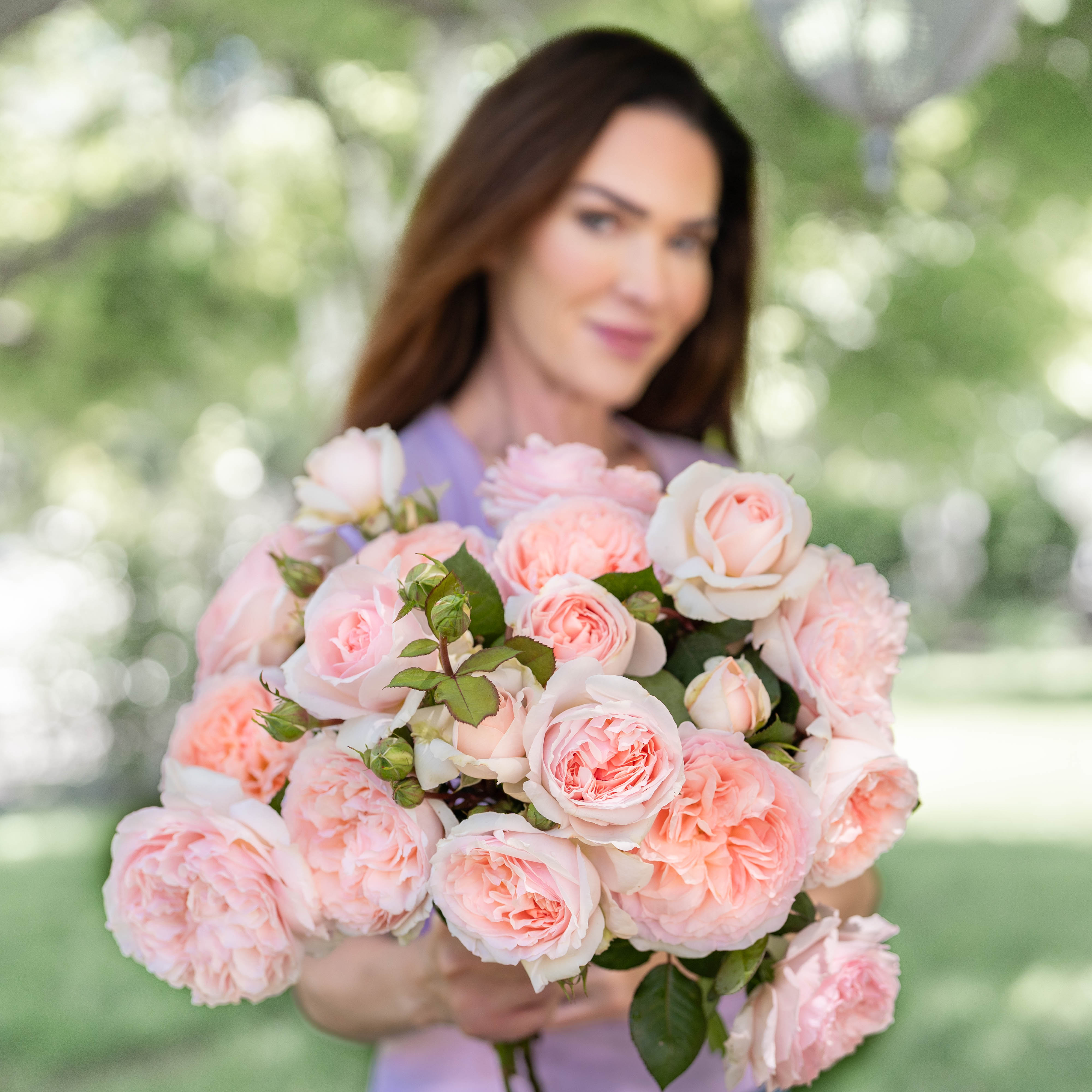 Parfuma® Bliss Potted Rose Bush