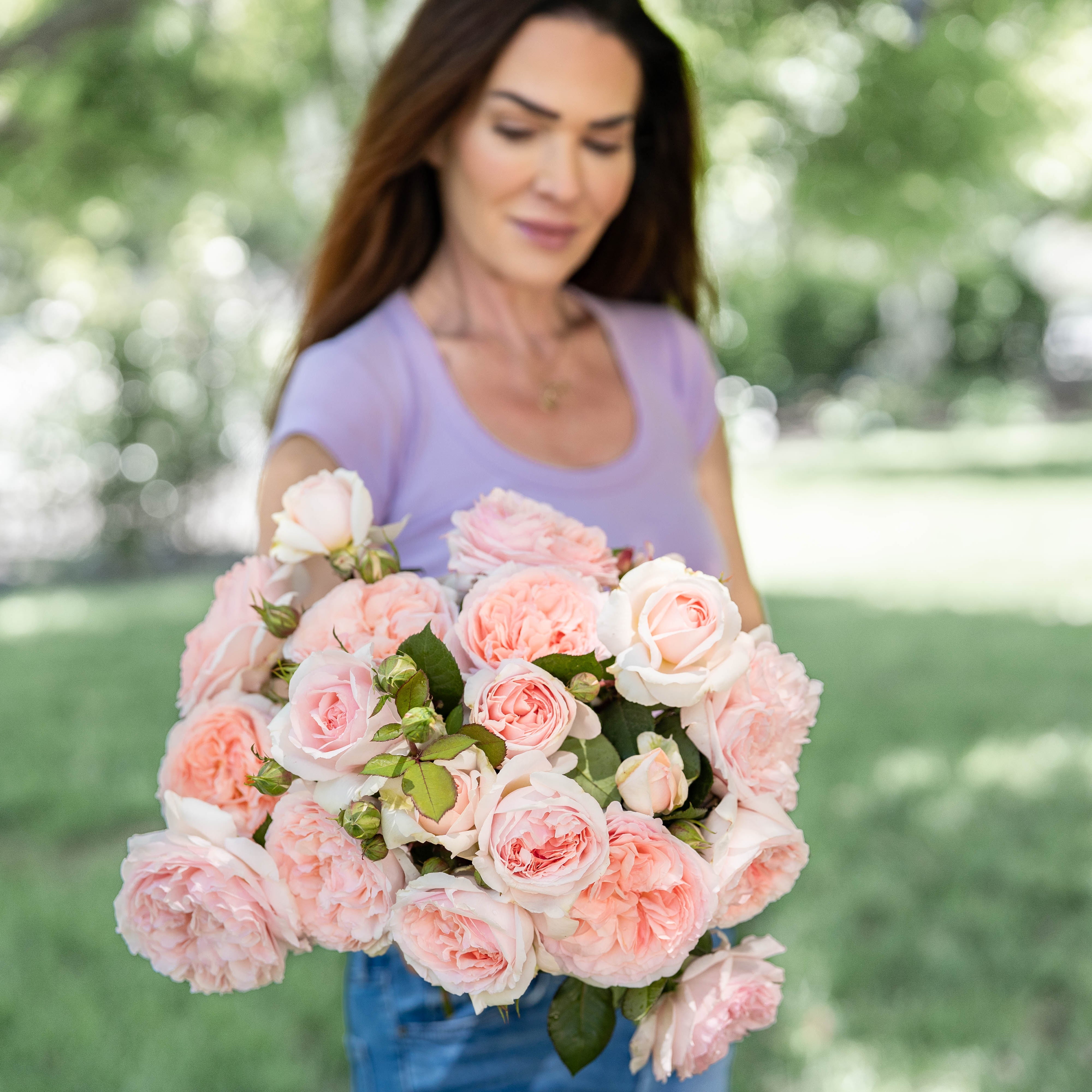 Parfuma® Bliss Potted Rose Bush