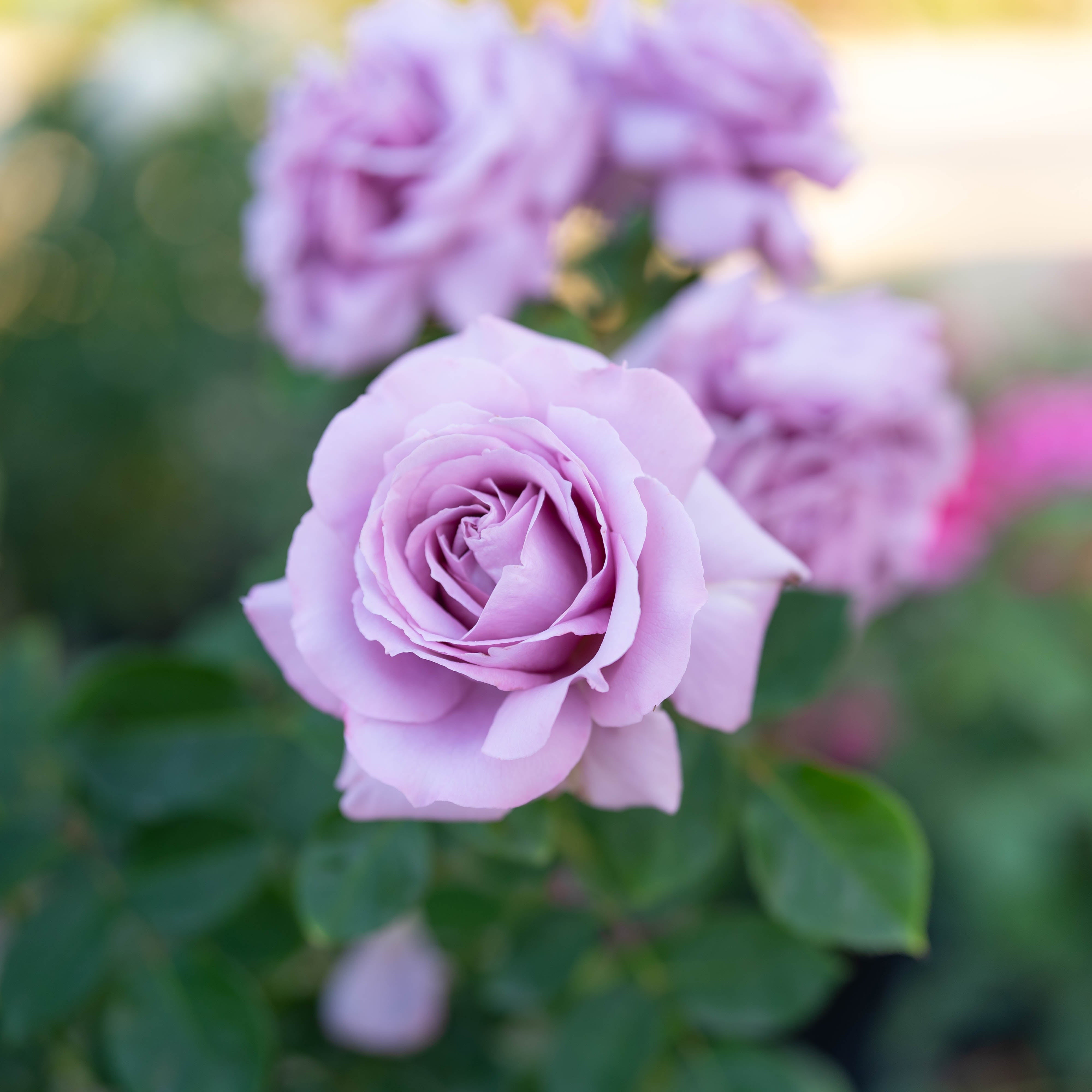 Blue Girl Bare Root Rose Bush