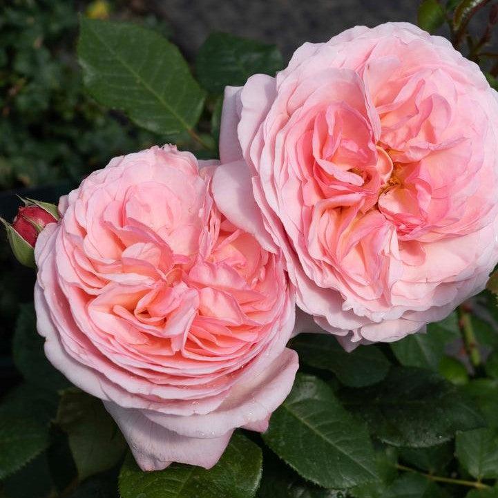 Martha Stewart™ Potted Rose Bush