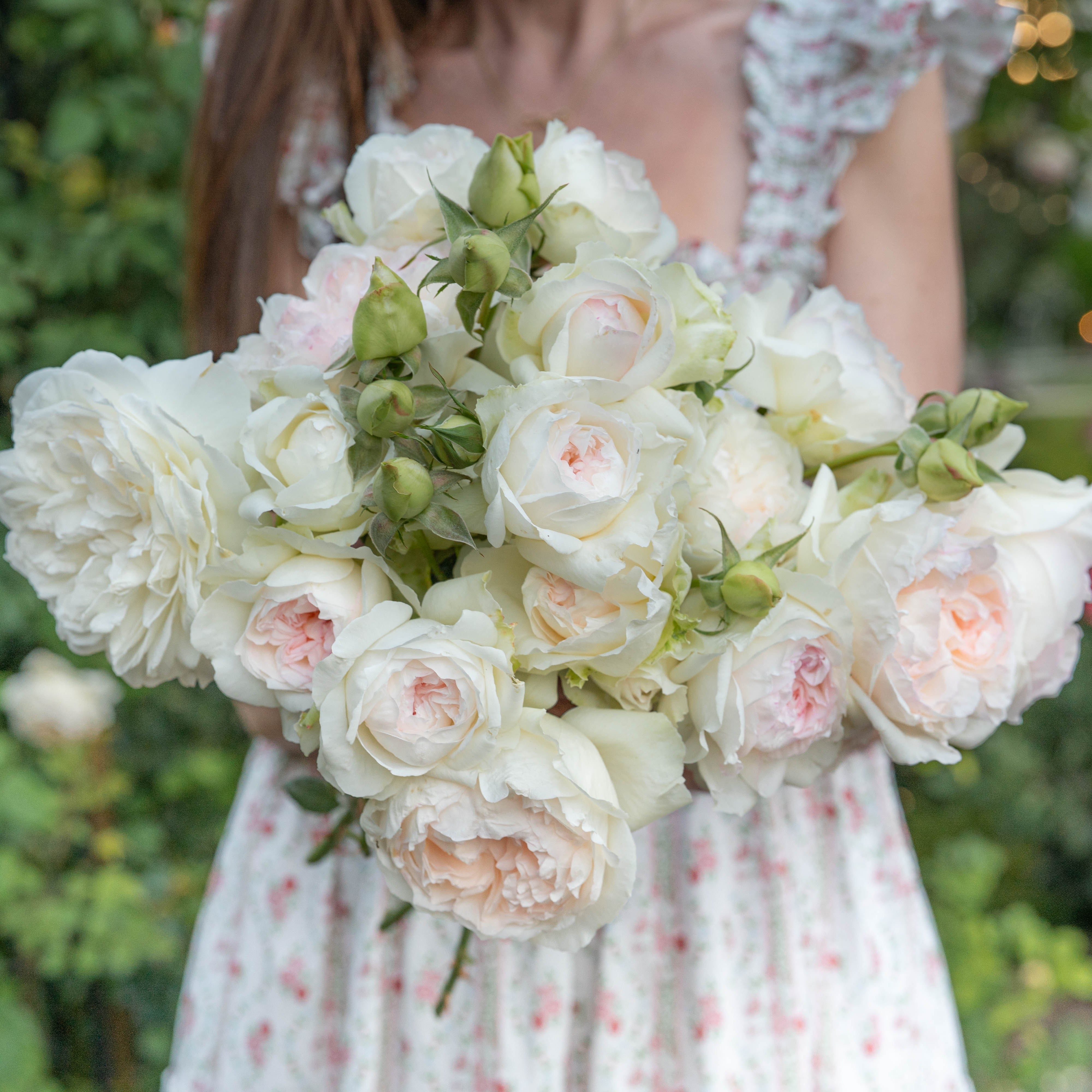 Bolero™ Bare Root Tree Rose