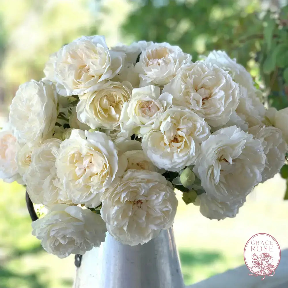 Ribbons of Roses™ Bundles of Bare Root Roses - Bolero™ - Pack of 10
