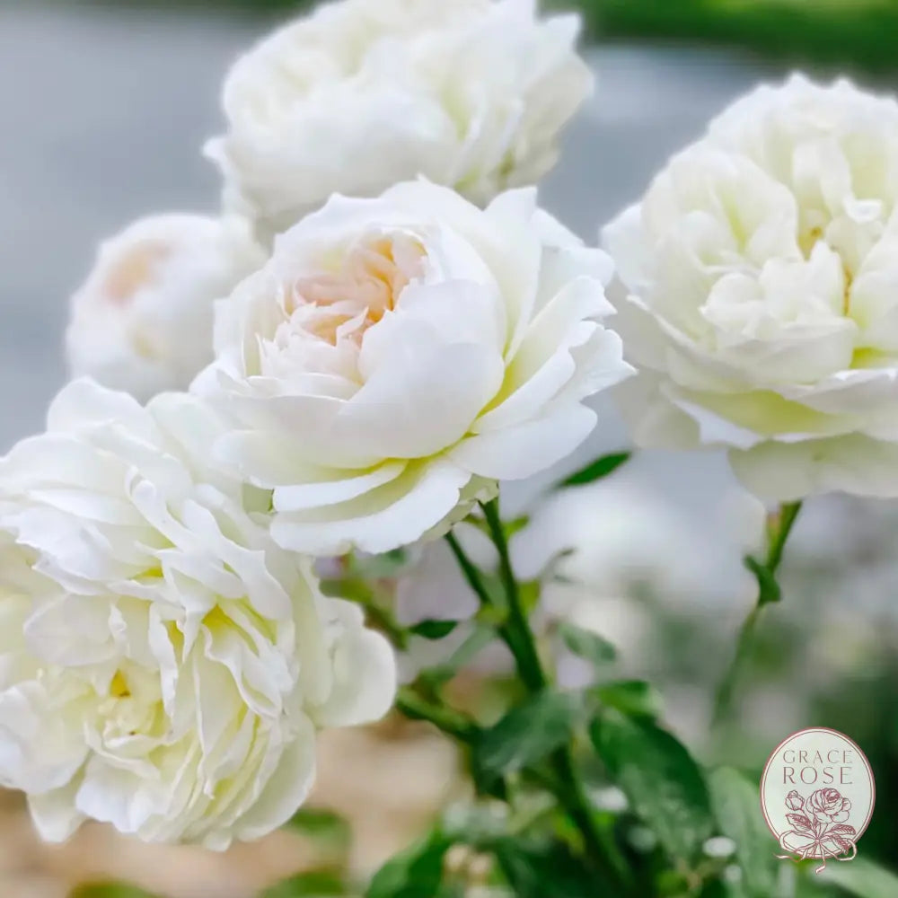 Bolero™ Bare Root Tree Rose