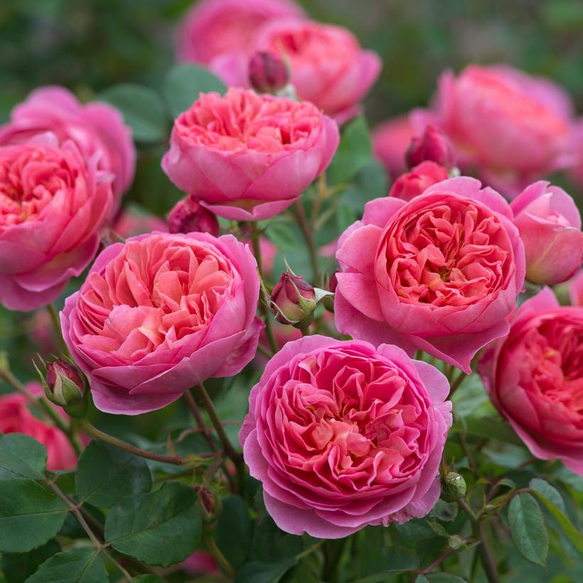 David Austin® Boscobel® Potted Rose Bush
