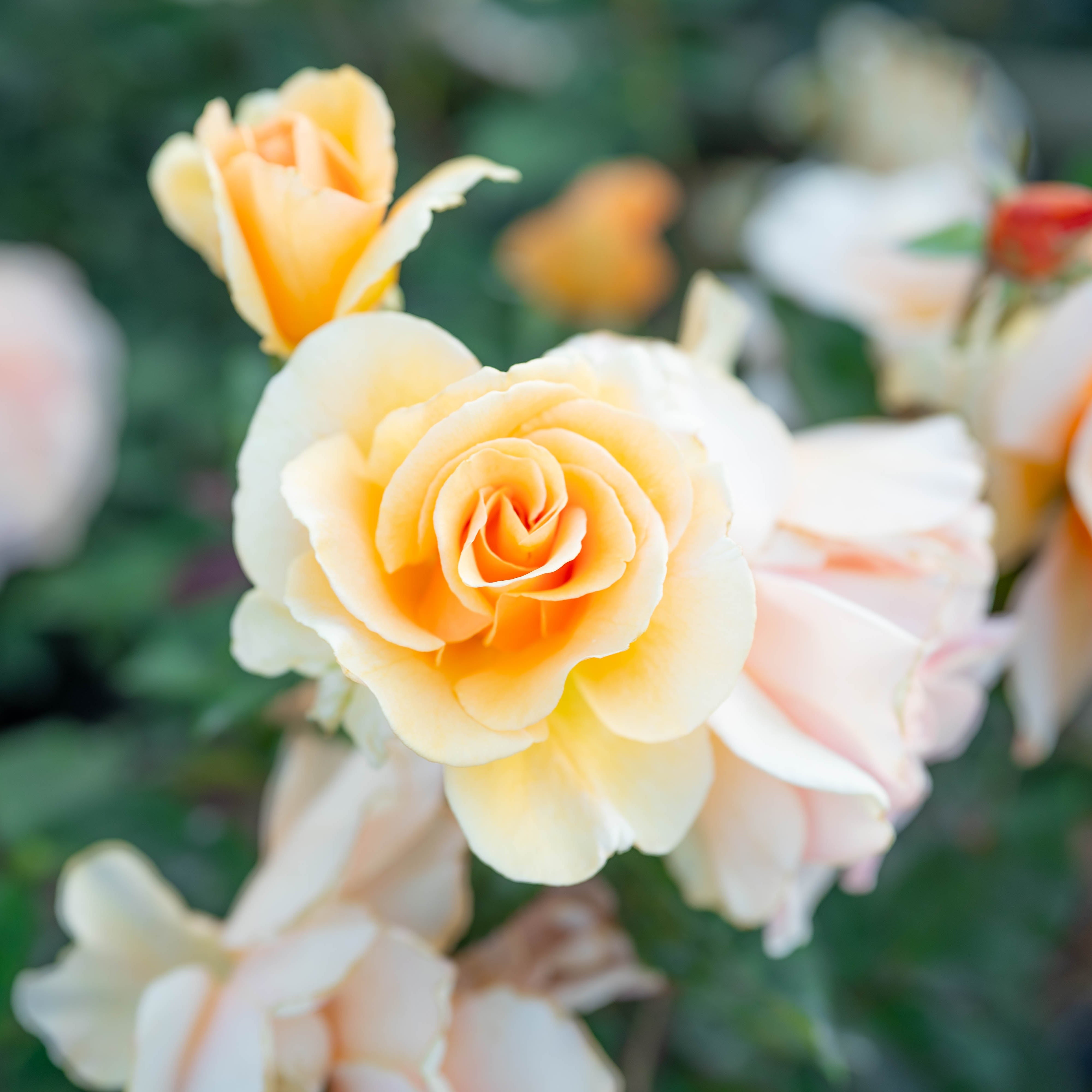 Brandy™ Bare Root Rose Bush