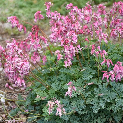 Bleeding Heart 'Pink Diamonds' Potted Bleeding Heart Plant
