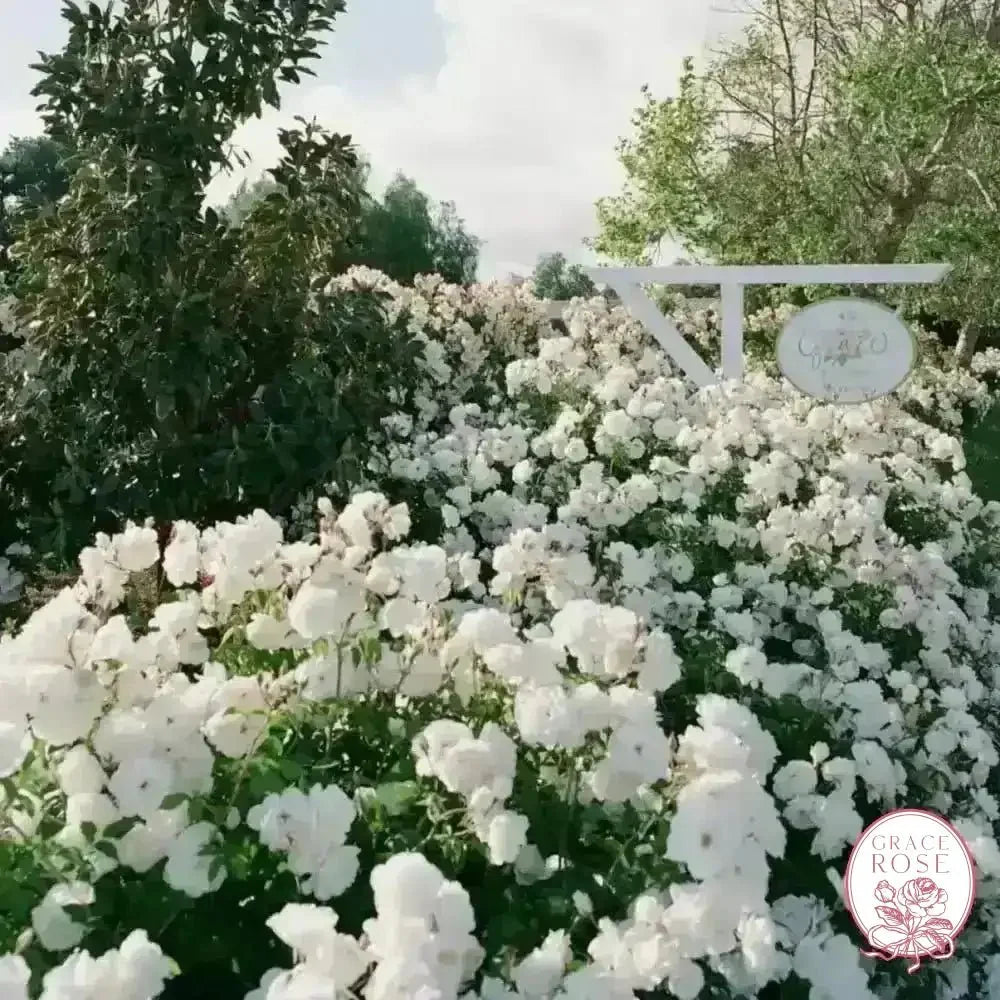 Burgundy Iceberg & Iceberg Bare Root Tree Rose
