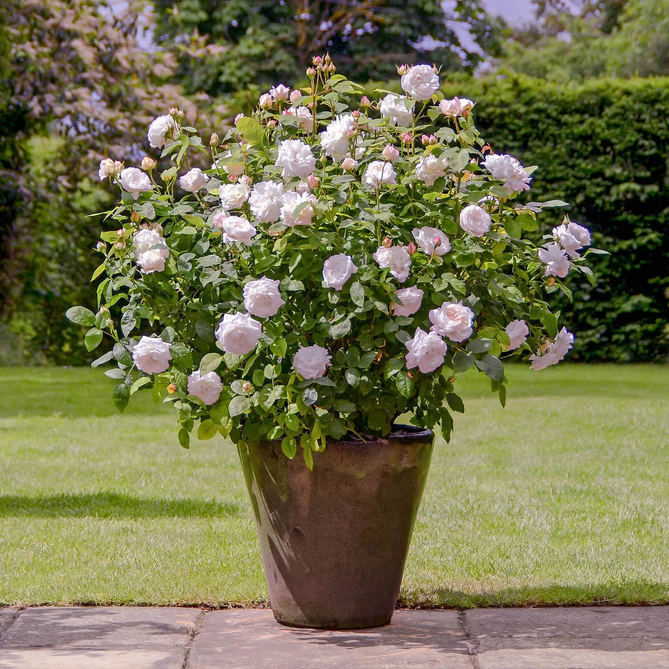 David Austin® Winchester Cathedral® Potted Rose Bush