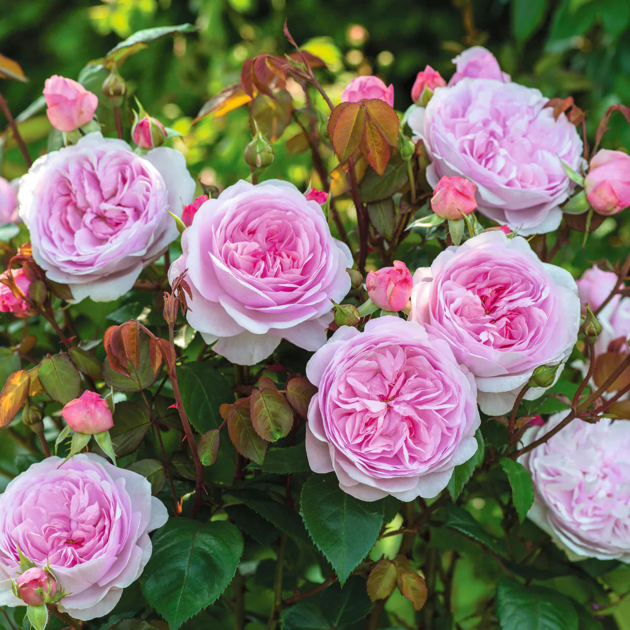 David Austin® Olivia Rose Austin™ Potted Rose Bush