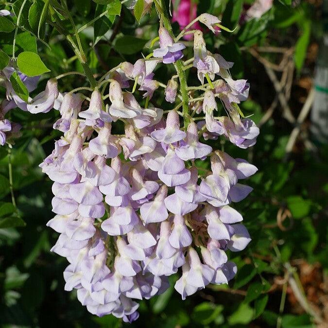 Wisteria 'Blue Moon' Potted Wisteria Plant