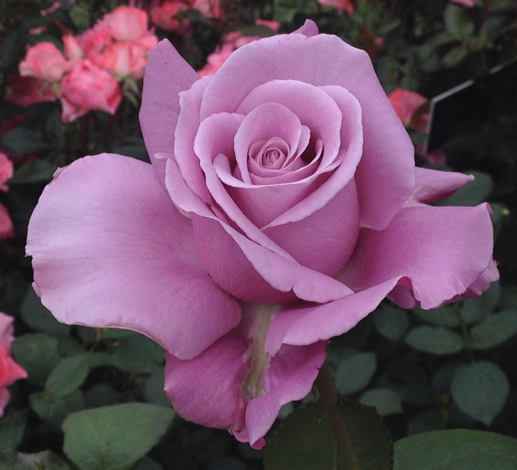 Barbra Streisand Bare Root Rose Bush