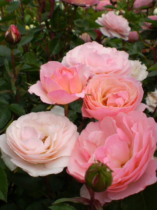 Easy Elegance® Calypso™ Bare Root Rose Bush