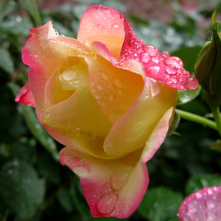 First Editions® Campfire Bare Root Rose Bush