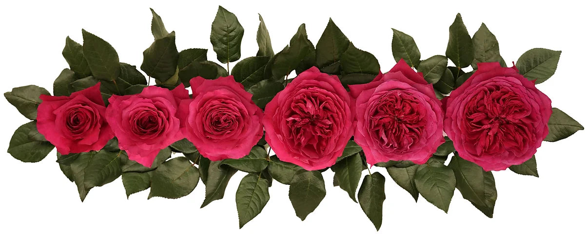 David Austin® Capability™ Bouquet