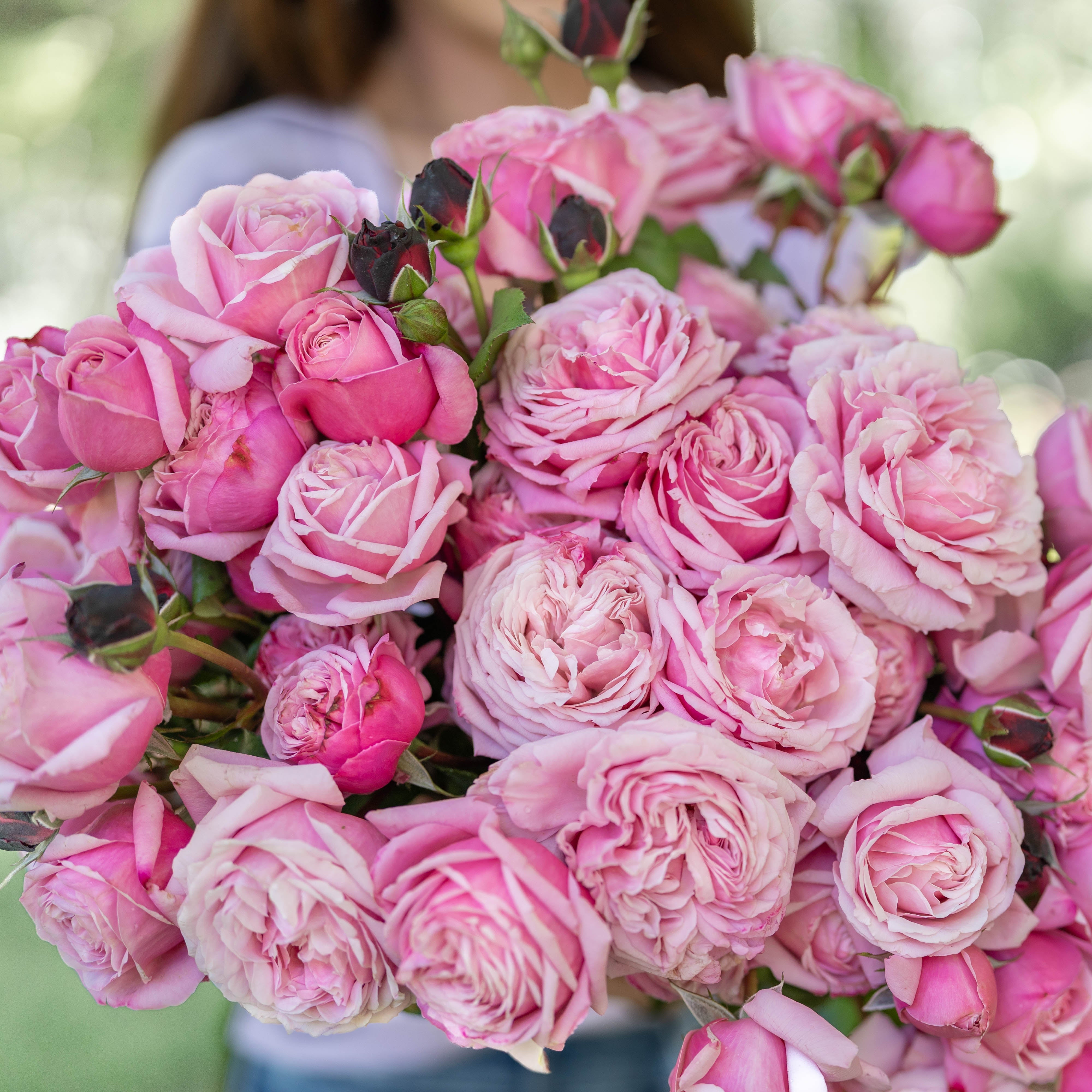 Cathedral Bells® Potted Rose Bush