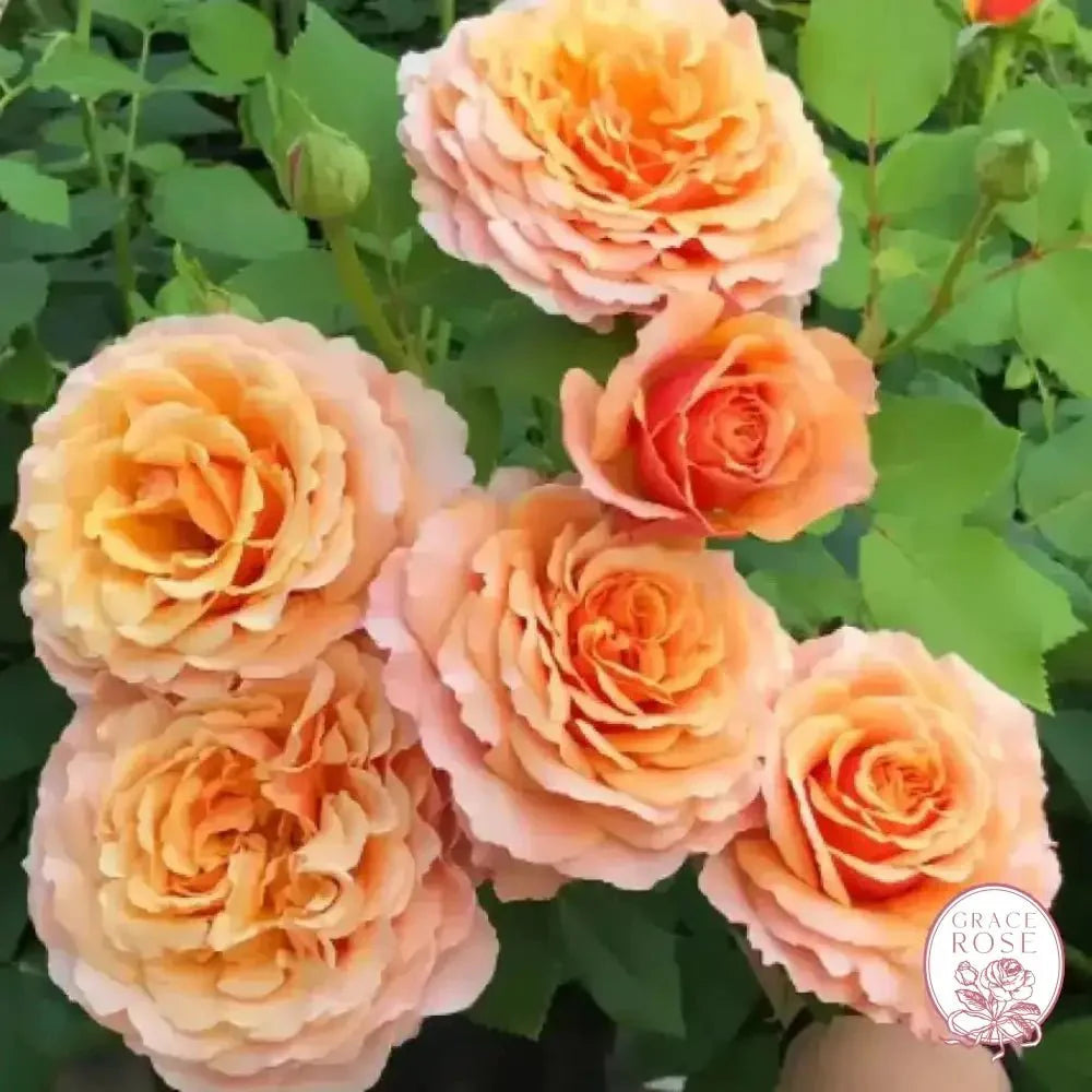 Catherine Hershey™ Potted Rose Bush