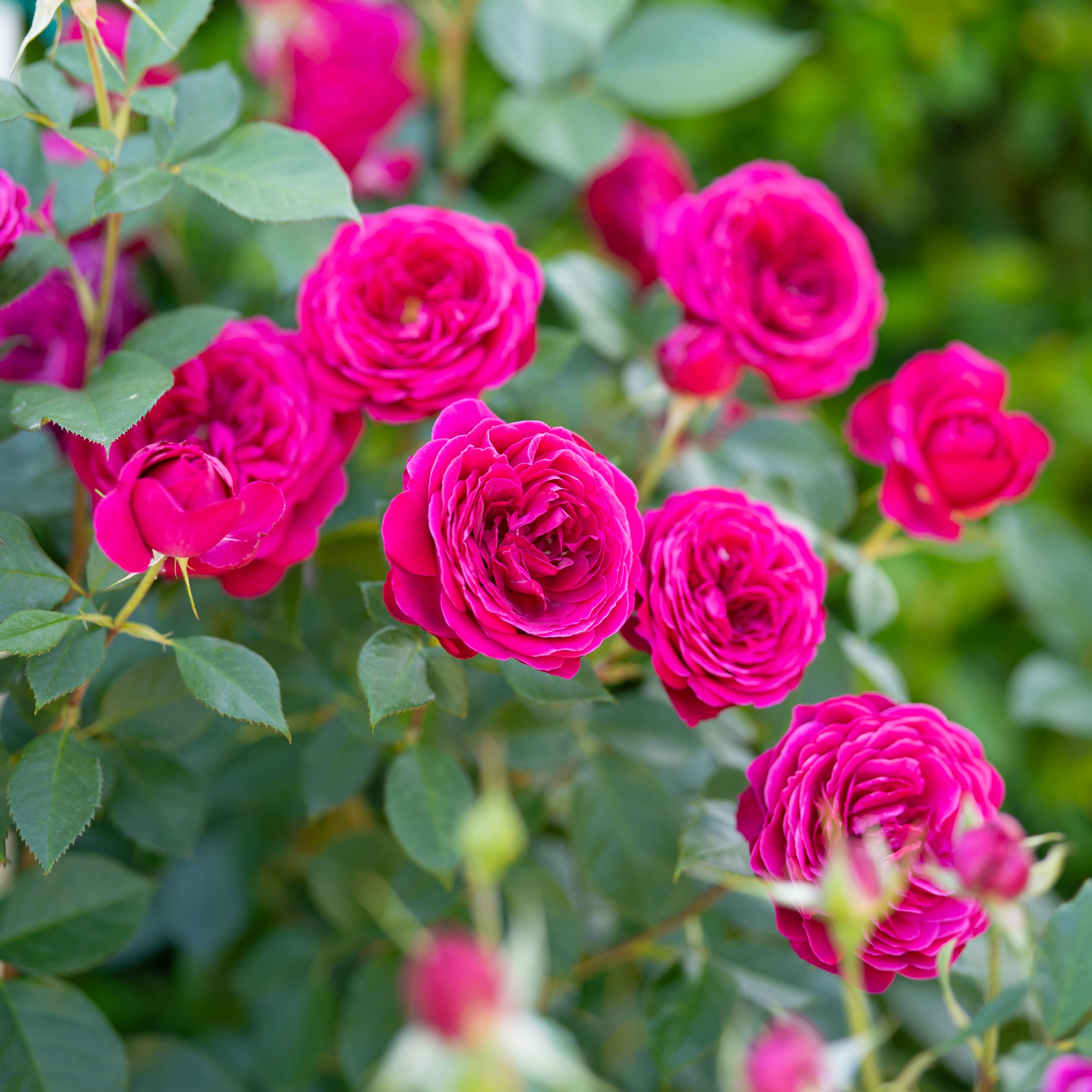 Celestial Night™ Bare Root Tree Rose