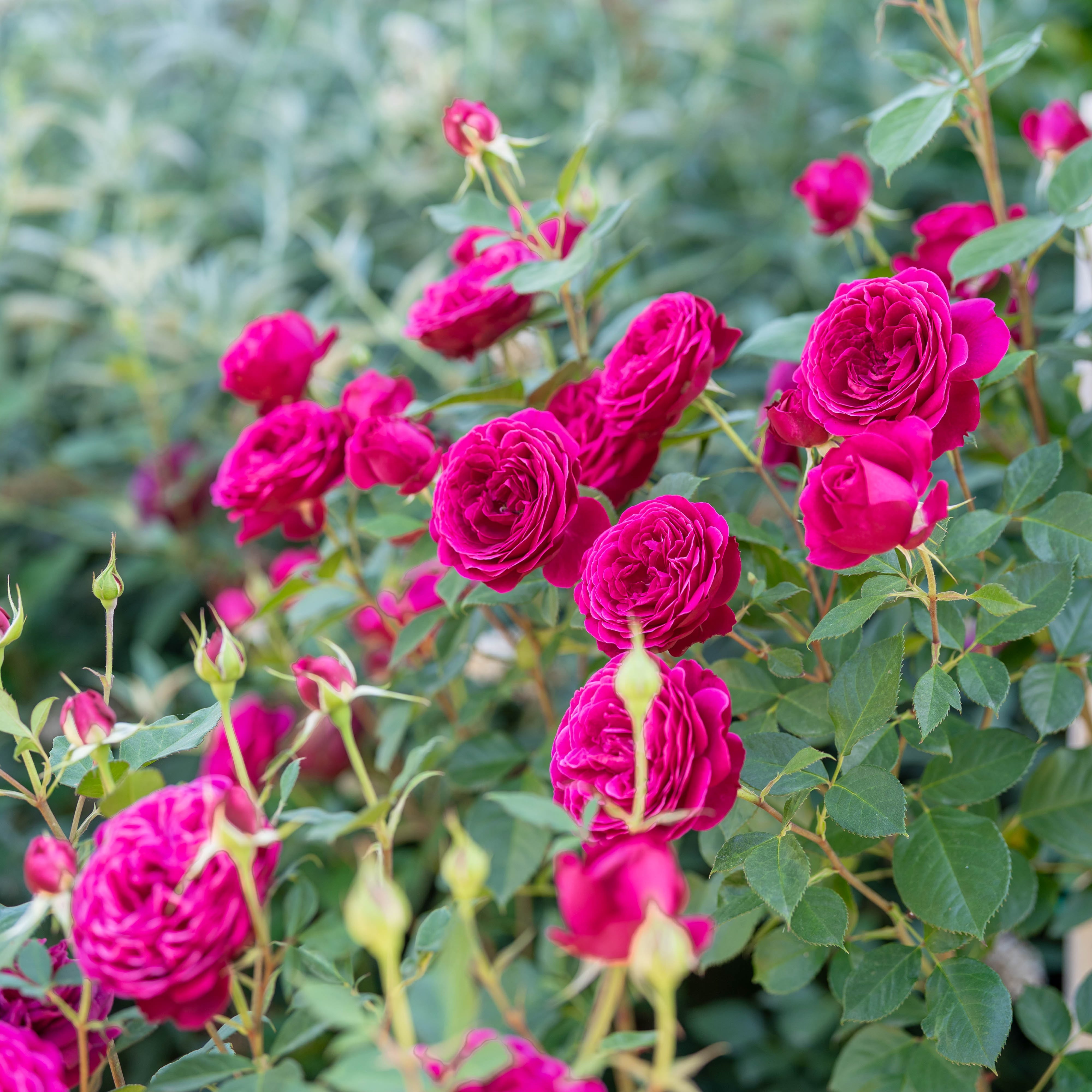 Celestial Night® Potted Tree Rose