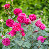 Celestial Night® Potted Tree Rose