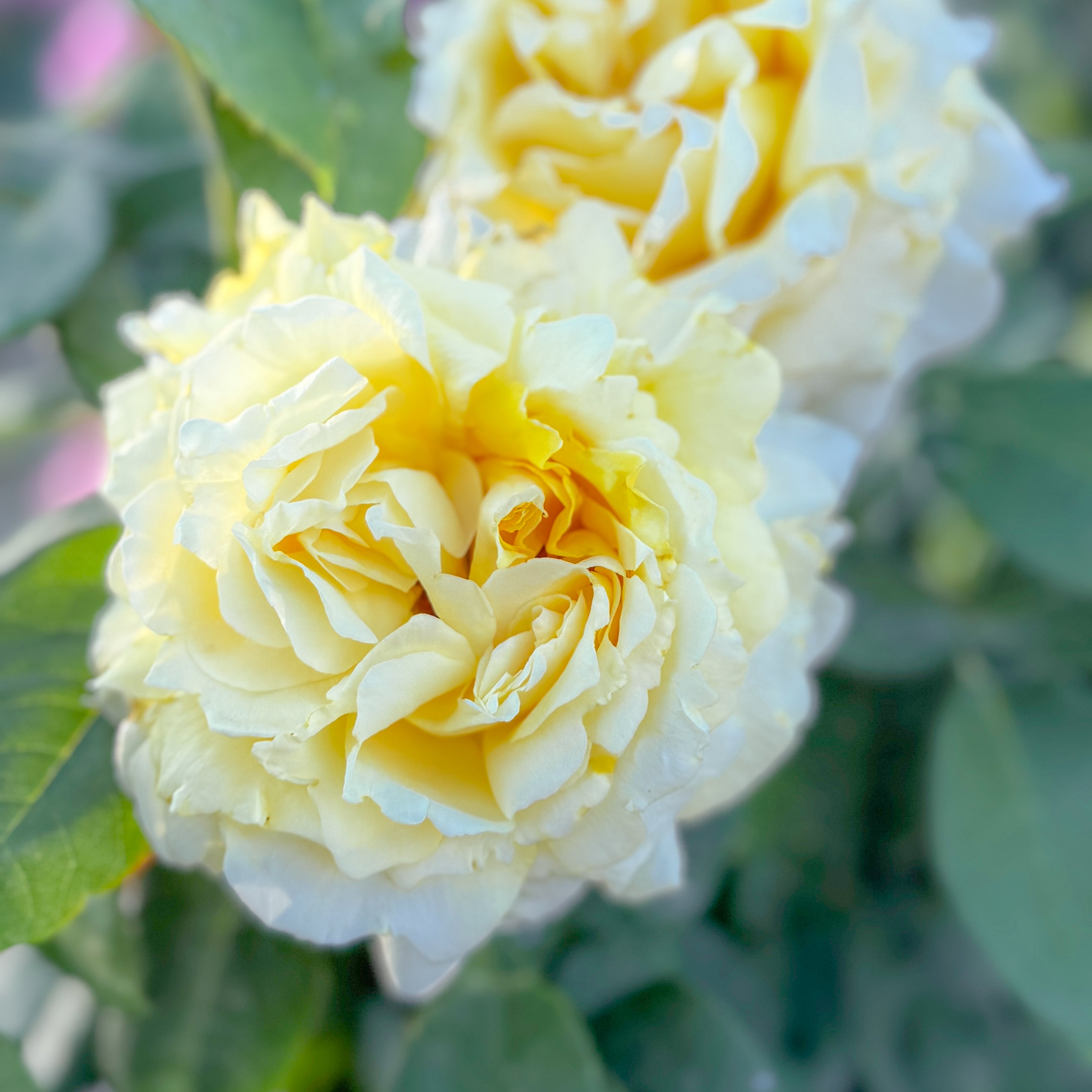 Chantilly Cream® Bare Root Tree Rose