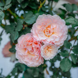 Princesse Charlene de Monaco® Bare Root Rose Bush