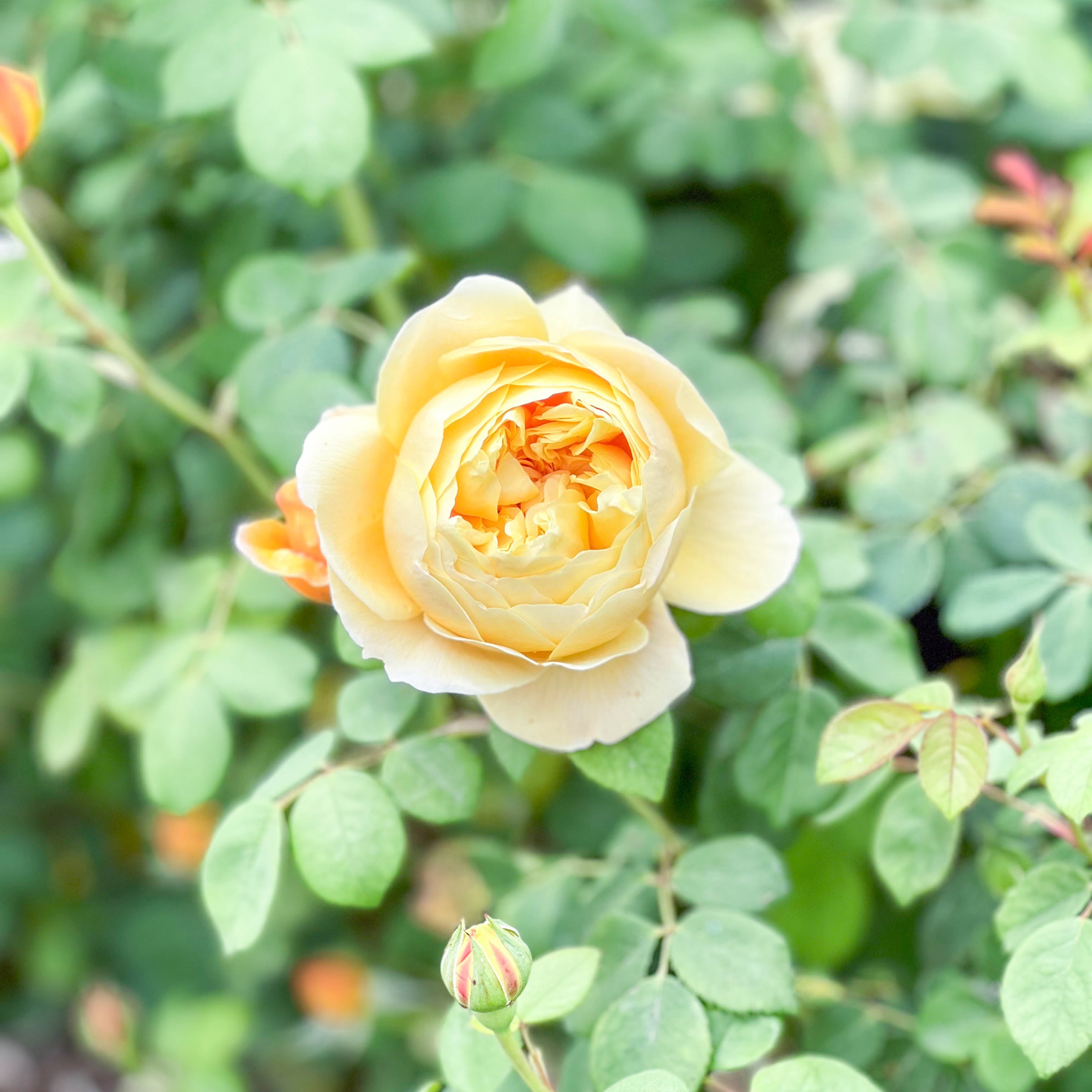David Austin® Charles Darwin Potted Rose Bush