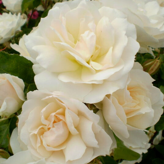 Easy Elegance® Champagne Wishes Bare Root Rose Bush