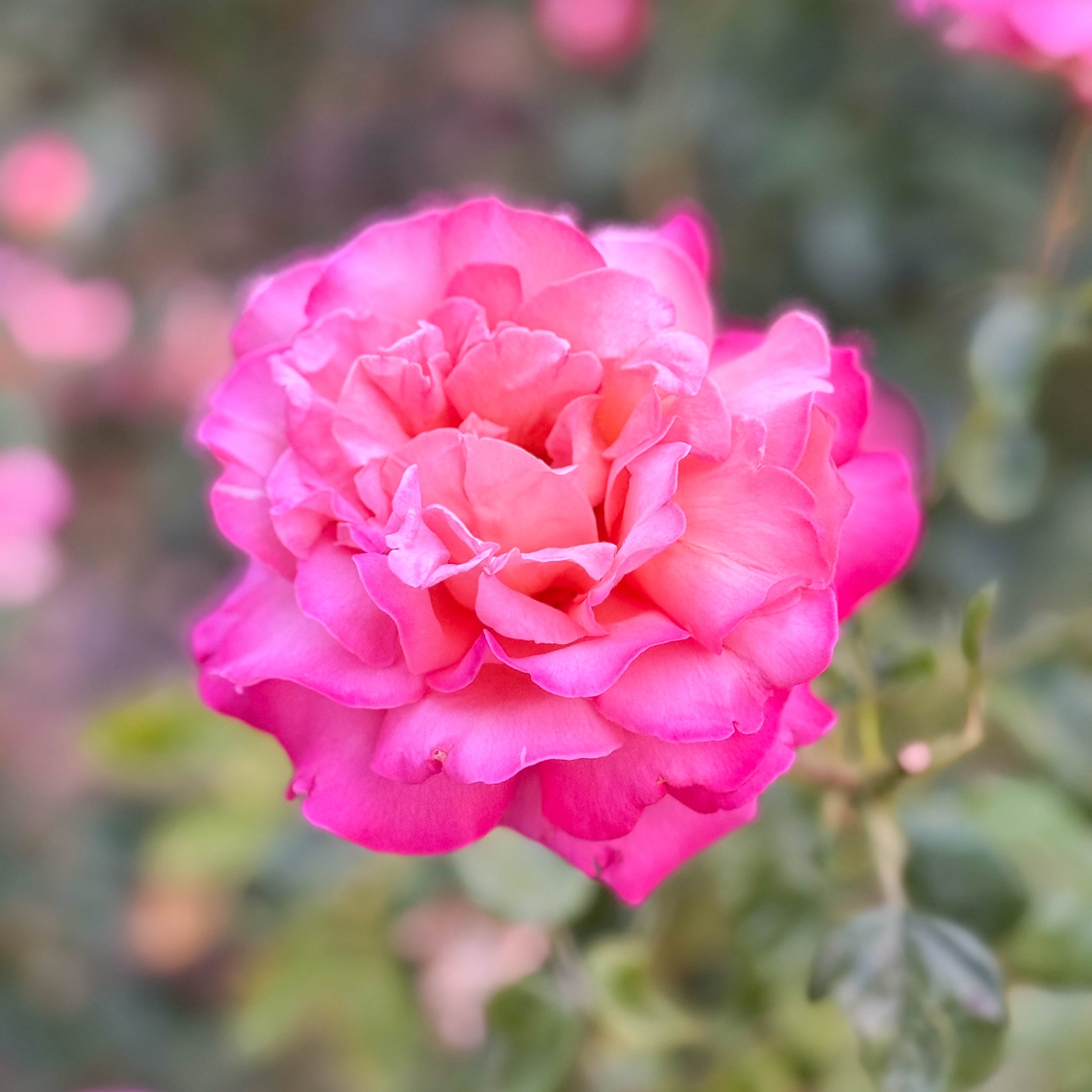 To Be Worthy of You® Garden Color Stories™ Bundle of 3 Bare Root Roses