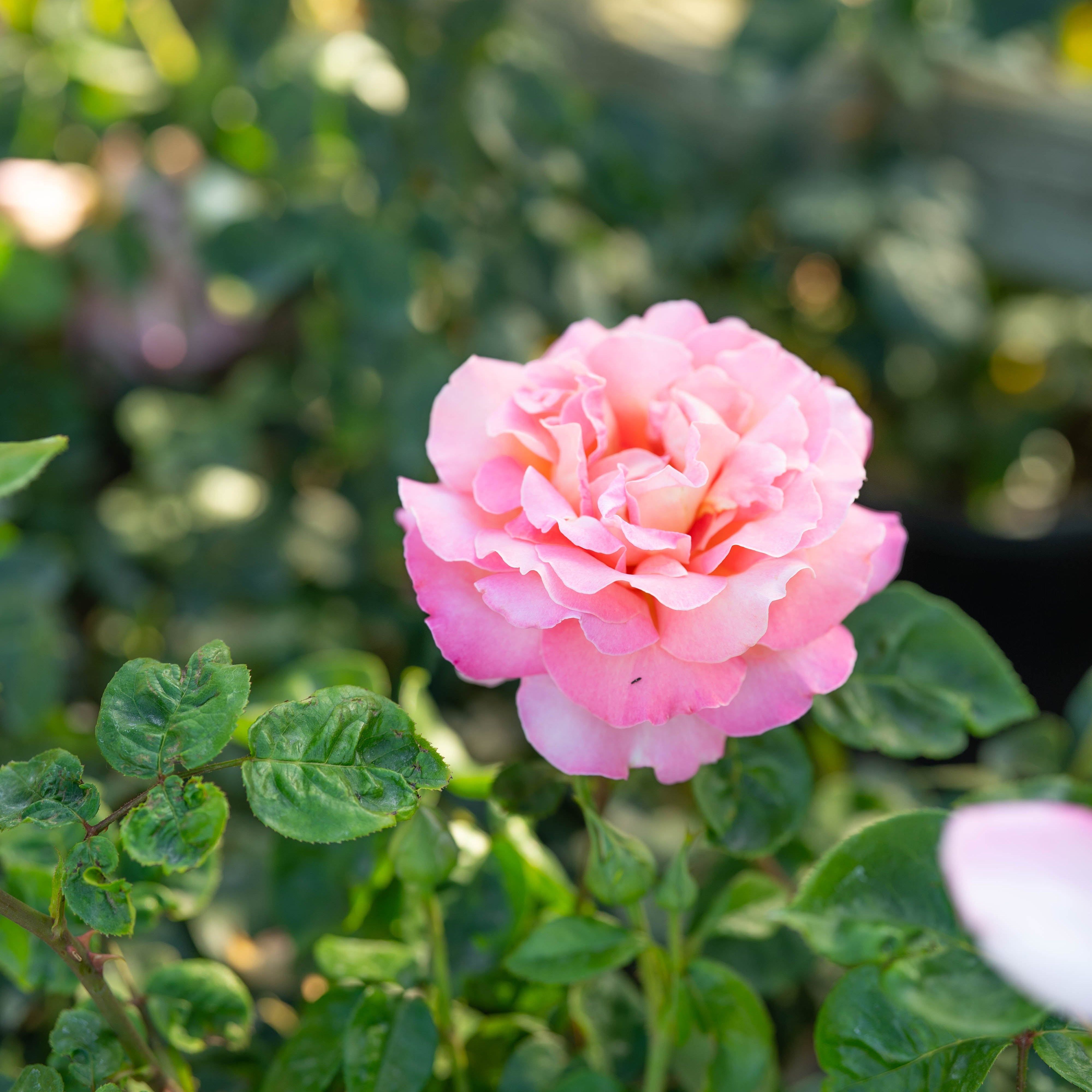 Chicago Peace™ Potted Rose Bush