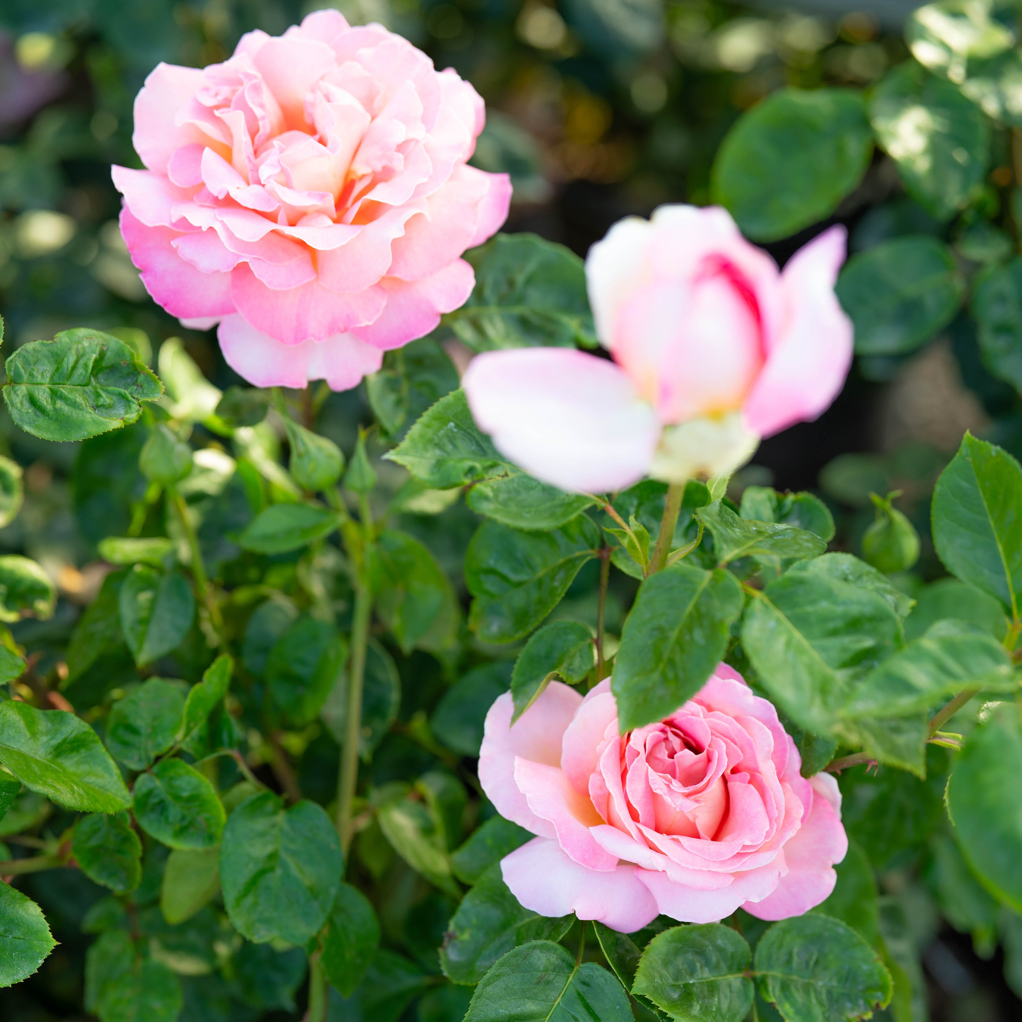 Chicago Peace Bare Root Rose Bush