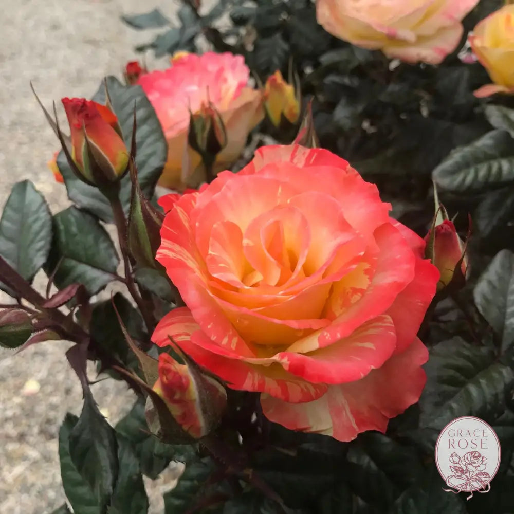 Chihuly® Potted Tree Rose
